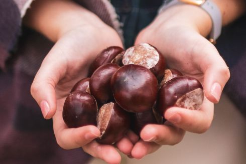 В Киеве работает прием каштанов: где и сколько стоит