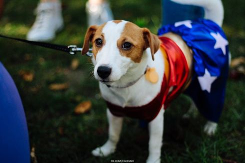 Помогать животным и сортировать мусор: что, кроме костюмов, будет на Comic Con Ukraine 2019