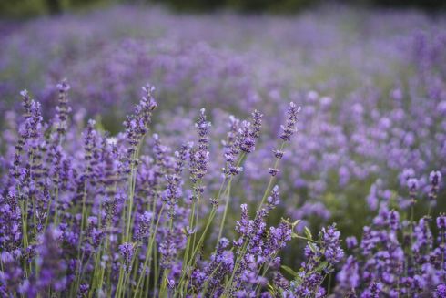 На Троєщині планують висадити лавандове поле
