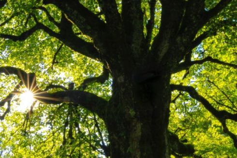 В Голосеевском районе создадут новый ботанический памятник с 200-летними дубами