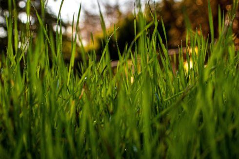 У Києві цьогоріч збільшиться кількість ділянок, де не скошуватимуть траву