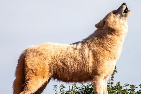 На Київщині з'явиться перший в Україні заказник для охорони вовків