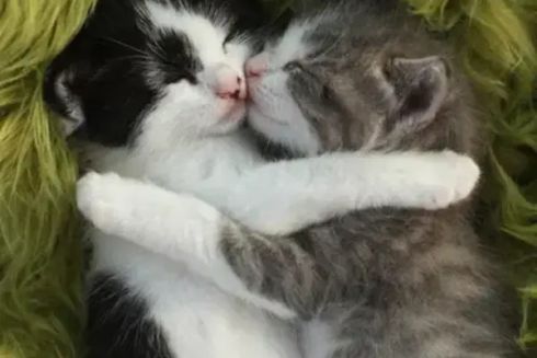 Заняття з котойоги та кототерапія: в Ірпені з'явиться котопарк для врятованих тварин