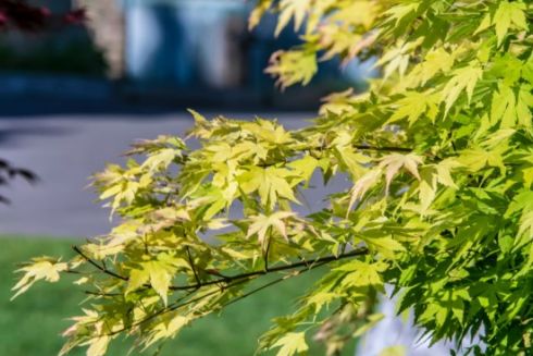 Майже 70 000 зелених насаджень оцифрували в Києві для онлайн-мапи дерев