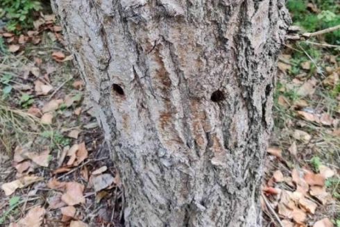 Уздовж проспекту Романа Шухевича пошкодили понад 100 дерев