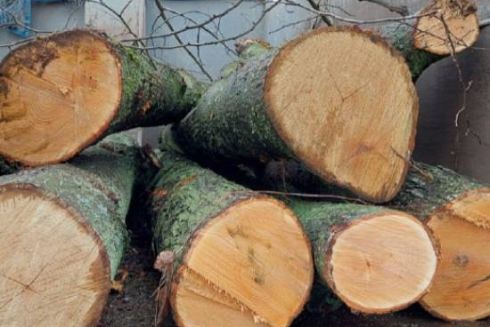 Жителі Київщини незаконно спиляли дерев на 140 тисяч гривень