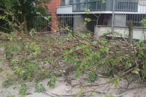 Незаконную вырубку деревьев на Сечевых Стрельцах теперь будет расследовать полиция