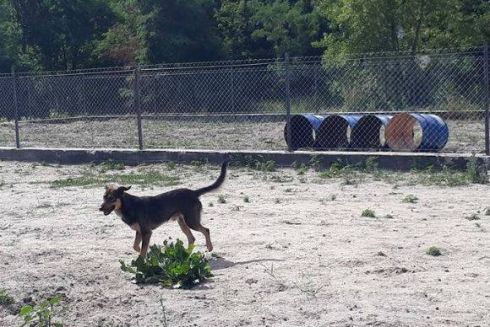 На Дарнице на месте пустыря активисты обустроили площадку для выгула собак