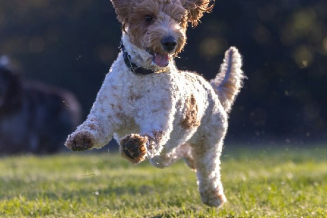 У Києві просять створити майданчики для вигулу і тренування собак: петиція