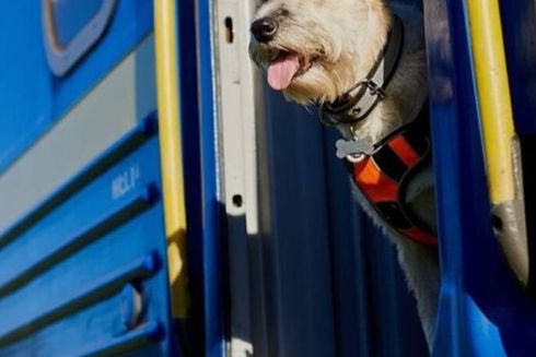 УЗ оновила правила перевезення тварин у поїздах: що змінилося