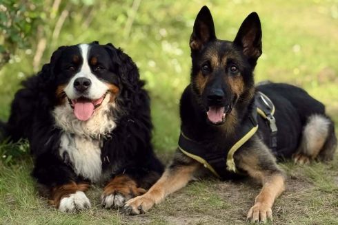 Кияни вимагають перевірити кінологічний центр, де знущалися над собаками: петиція зібрала підписи
