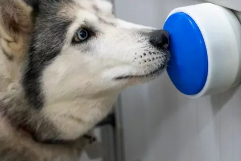 У Британії розробили смарт-кнопку, що дозволяє собакам вмикати побутову техніку