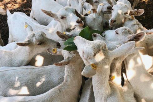 6 київських ферм, які працюють і волонтерять під час війни