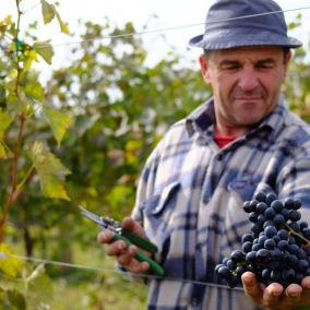 Вино і війна: Як українські винороби працюють під обстрілами і отримують міжнародні відзнаки