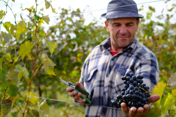 Вино і війна: Як українські винороби працюють під обстрілами і отримують міжнародні відзнаки