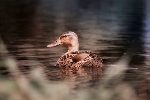 У Києві проведуть паспортизацію річок і водойм