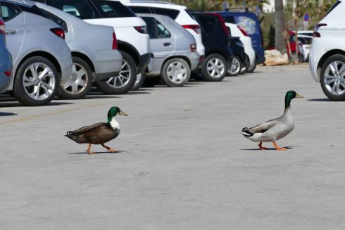 У Києві облаштують 6 перехоплювальних паркінгів