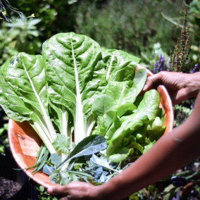 Украинцы начинают сажать «Сады Победы», чтобы избежать продовольственного кризиса из-за войны