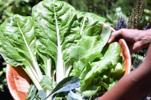 Украинцы начинают сажать «Сады Победы», чтобы избежать продовольственного кризиса из-за войны