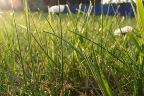 66% киян хочуть, щоб у місті було більше ділянок, де не коситимуть траву