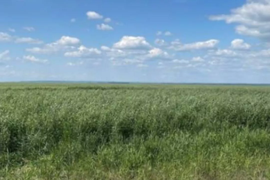 На місці висохлого Каховського водосховища виросло 150 тисяч гектарів густого лісу