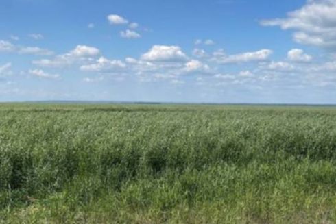 На місці висохлого Каховського водосховища виросло 150 тисяч гектарів густого лісу