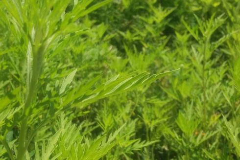 Порятунок алергікам: в Україні створили карту амброзії