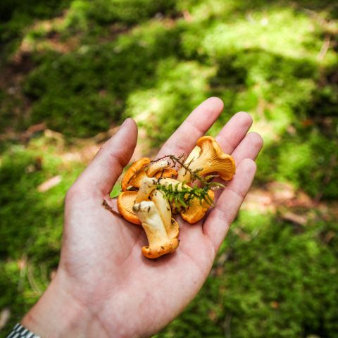 З міста — геть: чому ресторатори та гастроентузіасти масово тікають у ліси