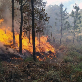 В Киевской области и Чернобыльской зоне пылают лесные пожары