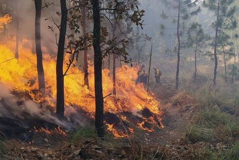 На Київщині та у Чорнобильській зоні палають лісові пожежі