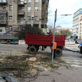 В центре Киева во время ремонта улицы коммунальщики срезали два взрослых дерева