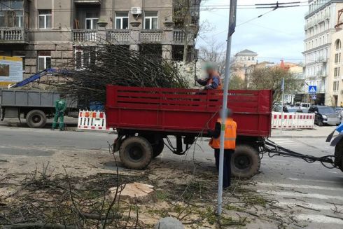 В центре Киева во время ремонта улицы коммунальщики срезали два взрослых дерева