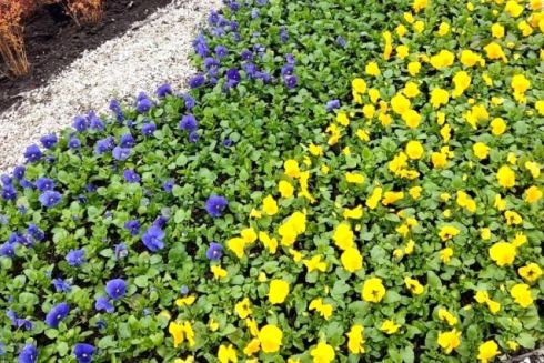 У Києві почали відновлювати патріотичні клумби: фото