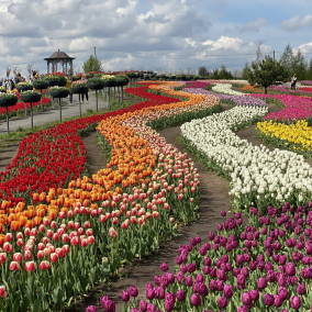 Высадили 3 млн цветов: «Добропарк» открывает сезон тюльпанов