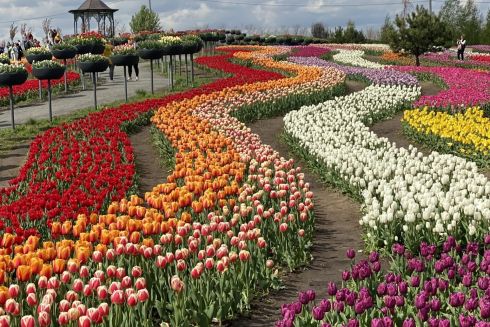 Высадили 3 млн цветов: «Добропарк» открывает сезон тюльпанов