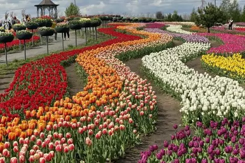 Висадили 3 млн квітів: &ldquo;Добропарк&rdquo; відкриває сезон тюльпанів