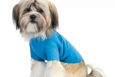 Украинский бренд выпустил коллекцию одежды для животных с этническими мотивами