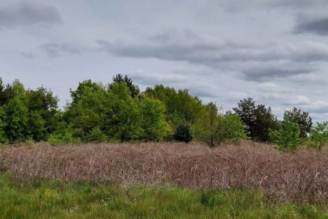 Во Львовской области планируют построить мусороперерабатывающий завод в ландшафтном парке: что говорят юристы