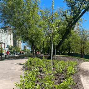 Біля "Голосіївського" парку замість демонтованих МАФів висадили дерева та кущі