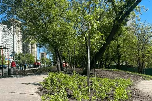 Біля "Голосіївського" парку замість демонтованих МАФів висадили дерева та кущі