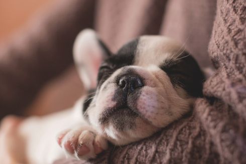 В Киеве только 16% арендодателей готовы сдавать квартиры владельцам животных