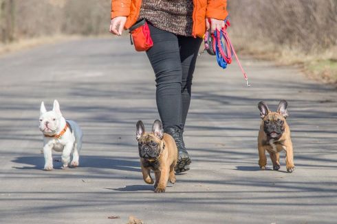 В Киеве начали сдавать в аренду собак, чтобы обойти карантин