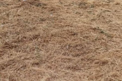 На Позняках викосили експериментальну ділянку з різнотрав'ям: причина