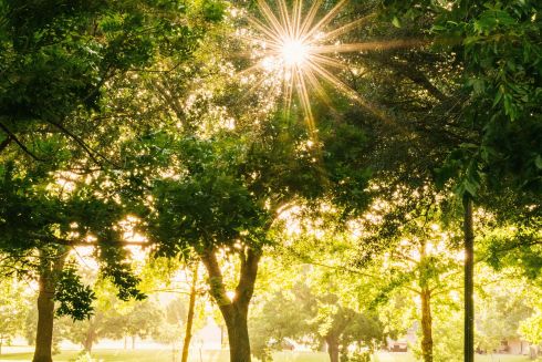 На Київщині суд повернув у власність держави частину ландшафтного парку "Трахтемирів"