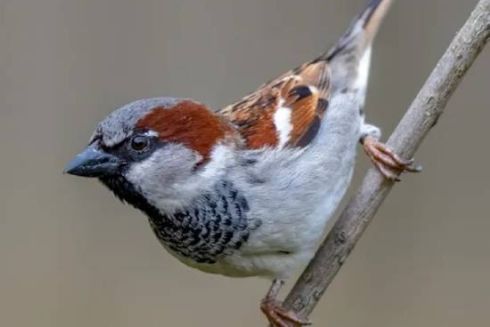 У Києві практично зникли горобці: яка причина