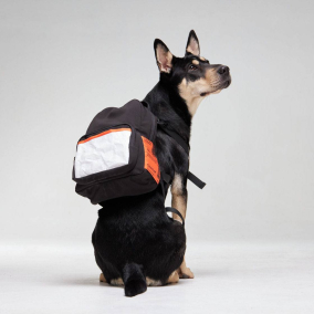 Украинка создала бренд рюкзаков и худи для собак