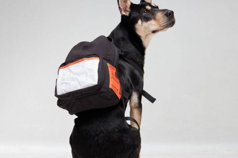 Українка створила бренд рюкзаків та худі для собак