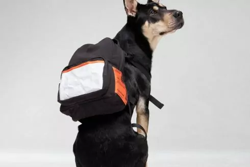 Українка створила бренд рюкзаків та худі для собак