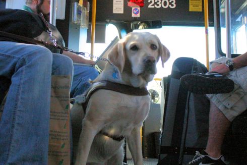 В Україні вперше затвердили єдині правила перевезення тварин в автобусах