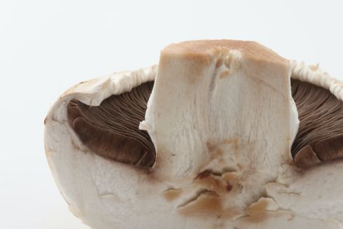 Брускета з усіма грибами світу